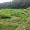 島崎 光典 - 今日は朝から雨です。8月にやらなかった草刈りを3日がかりでこんな状態。
