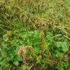 島崎 光典 - 今日はみぞれ混じりの冷たい雨。雨を避けながらの草刈りだったので終わる