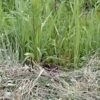島崎 光典 - 今日も朝から草刈りだけど、夏そばの隣にキジの巣があって母鳥がずっと卵