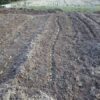 島崎 光典 - 三角ホーで溝を作って適当に入れましたがこれは誰もやっていない間違った