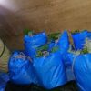 島崎 光典 - 午前中みぞれ混じりの雨でしたが、4人でウラジロ採取してました。3000枚