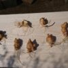 島崎 光典 - 昨日4月26日(金)にキクイモを一部の畑で掘り起こしました。すでに芽が出
