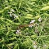 島崎 光典 - 自家採取用の親田辛味大根のさやですが、茶色くなる頃にスズメが食べに来