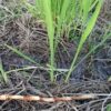 島崎 光典 - マコモは地下茎を伸ばして増えます。こんな間隔で葉っぱが出てきます。そ