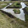 島崎 光典 - 作業前、作業後、移植予定の花菖蒲が3種類。2週間ほどしてから手直しすれ