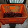 島崎 光典 - 作業メモ。雪になったので少しだけ収穫。3.8kg－1.4kg(コンテナの重さ)＝