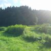島崎 光典 - ５月に前年のクキイモをどけて夏ソバまいた。取り残したキクイモが2m越え