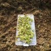 島崎 光典 - 畝に植え付け作業です。株間は衣装ケースの横幅にしてます。1列終わって