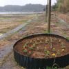 島崎 光典 - 今日は雨の１日です。甲(かぶと)駅のホームの花だんの整備です。マリーゴ