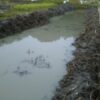 島崎 光典 - この面の匂い菖蒲の株を残して水の中の雑草をひたすら取るだけの作業で4