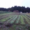 島崎 光典 - 春菊の間引き中です。残り2畝ですが明日中に終わればいいかな？。間引き