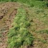 島崎 光典 - 今朝、白山剣崎なんば10株長さ8mのうねに定植です。ここは鶏舎から出る鶏