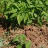 島崎 光典 - 手前がヤーコンで後ろがキクイモです。初めて見る人はどっちも雑草にしか